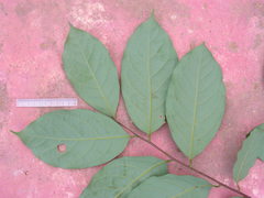Lauraceae