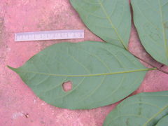 Lauraceae