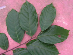 Lauraceae