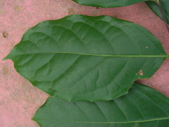 Lauraceae