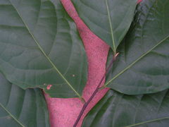 Lauraceae