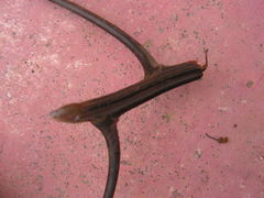 Lauraceae