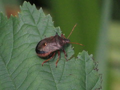 Picromerus bidens