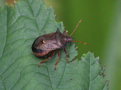 Picromerus bidens