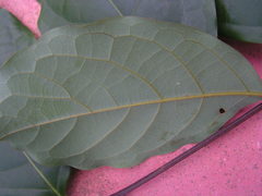 Lauraceae
