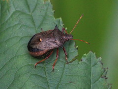 Picromerus bidens