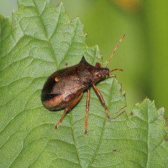 Picromerus bidens