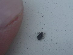 Ceutorhynchus pallidactylus