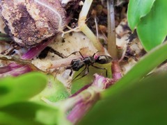 Odontomachus