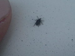 Ceutorhynchus pallidactylus