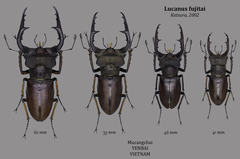 Lucanus fujitai