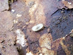 Odontomachus