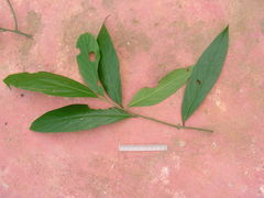 Nectandra cuspidata