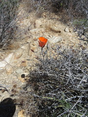 Calochortus kennedyi
