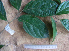 Ocotea