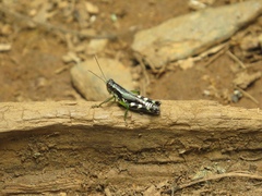Melanoplus viridipes