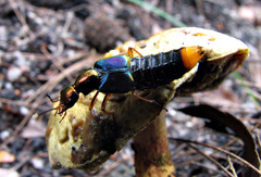 Actinus