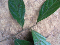 Ocotea