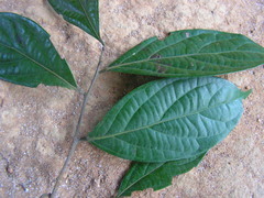 Ocotea