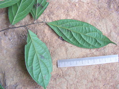 Ocotea