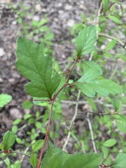 Crataegus opaca