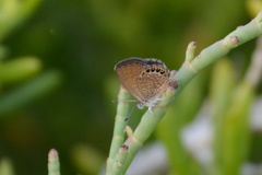 Brephidium pseudofea