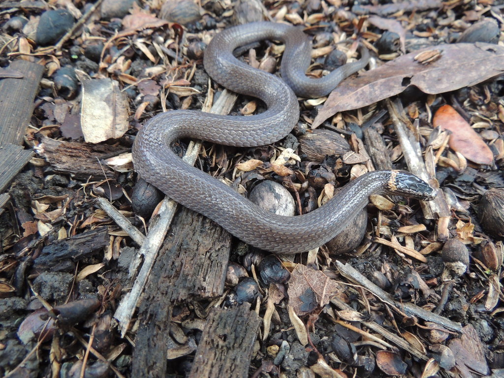 Northern Dwarf-crowned Snake (Reptiles of Yourka Reserve) · iNaturalist