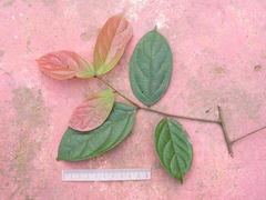 Ocotea