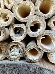 Osmia cornuta