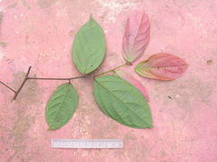 Ocotea