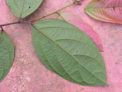 Ocotea