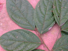 Ocotea