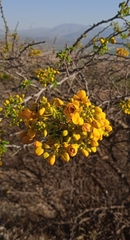 Senna galeottiana