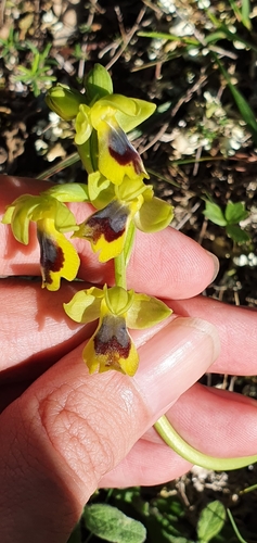 Ophrys × battandieri image