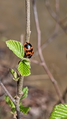 Chrysomela interrupta