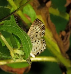 Adelotypa jasonhalli