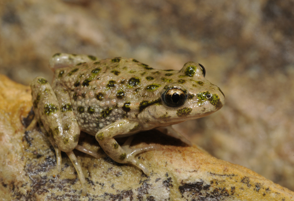 Iberian Parsley Frog