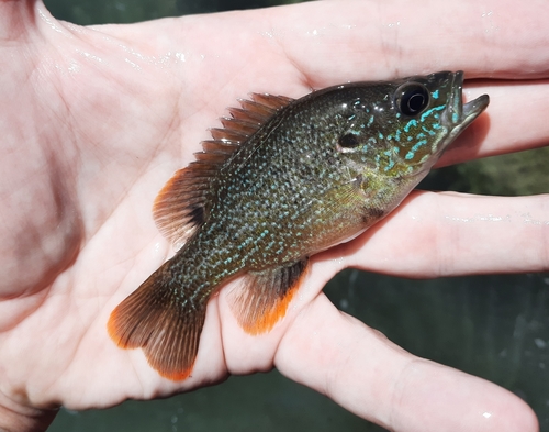 Green Sunfish
