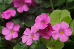 Oxalis bowiei