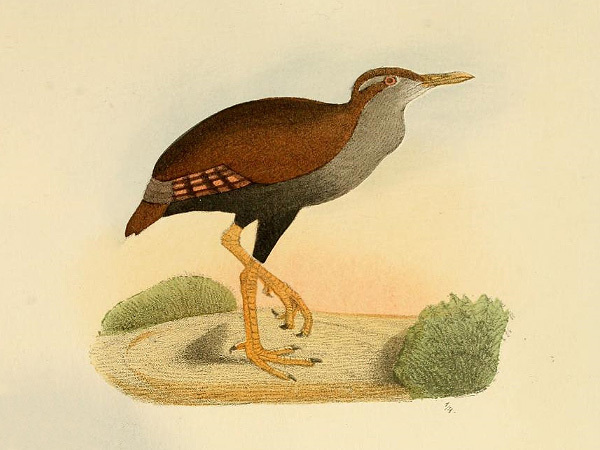 Bar-winged Rail photo