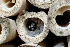 Osmia cornuta