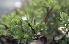 Salix breviserrata