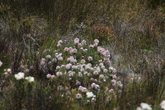 Serruria pedunculata