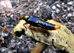 Actinus