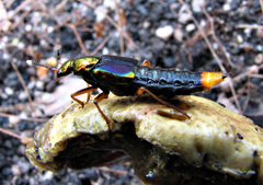 Actinus