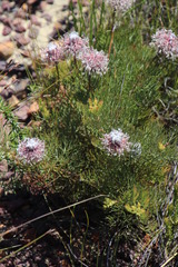 Serruria pedunculata