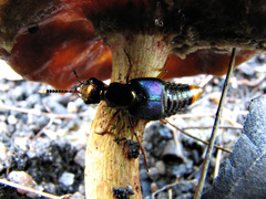 Actinus