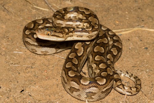 Photo of a Argentinian Rainbow Boa (Epicrates alvarezi)