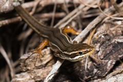 Aspronema dorsivittatum