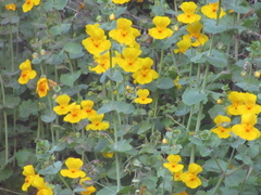 Erythranthe glaucescens